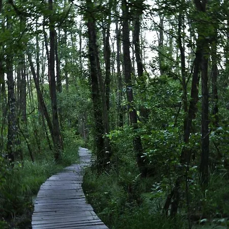 Forest Camp